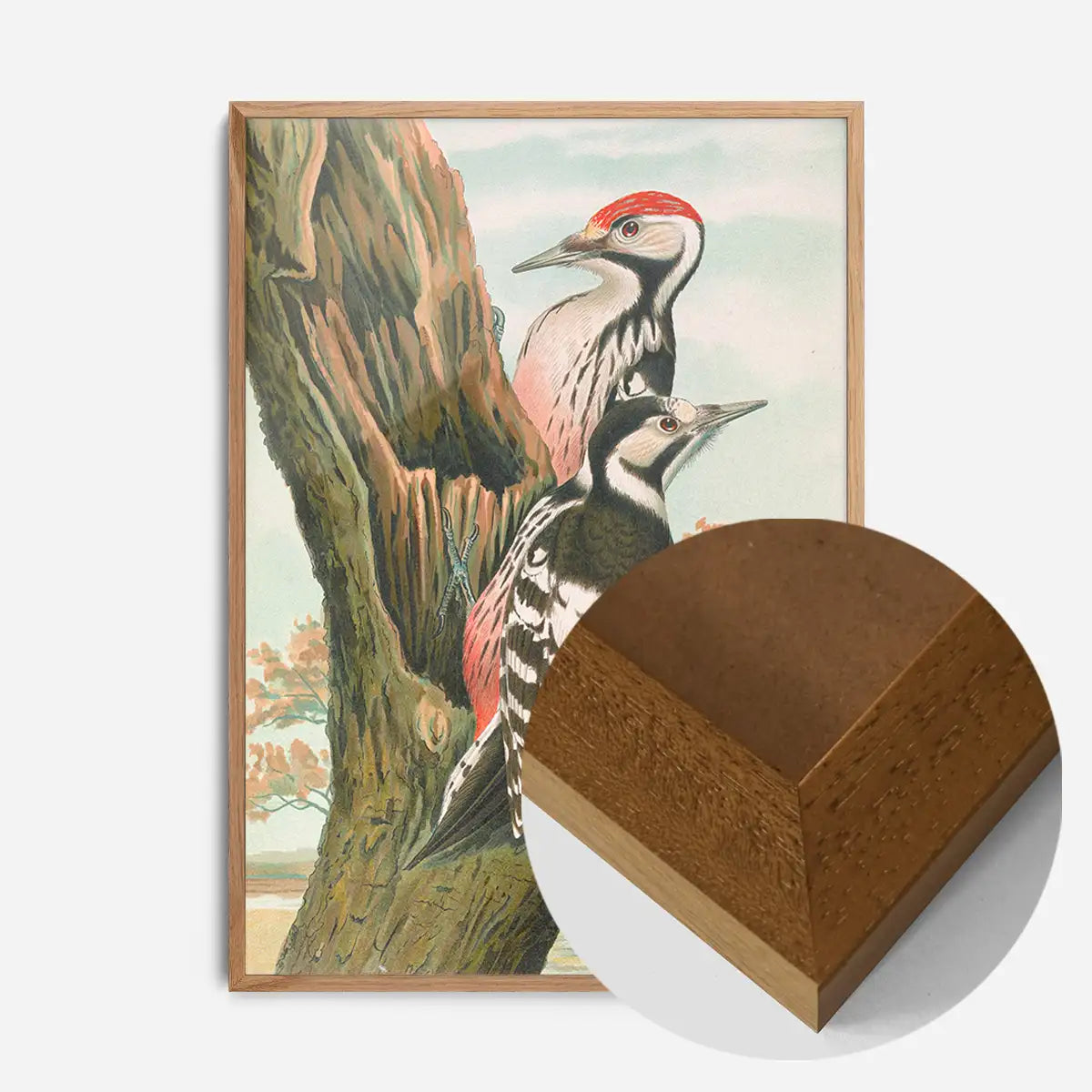 Whitebacked Woodpecker Vintage Bird Print by Johann Friedrich Naumann