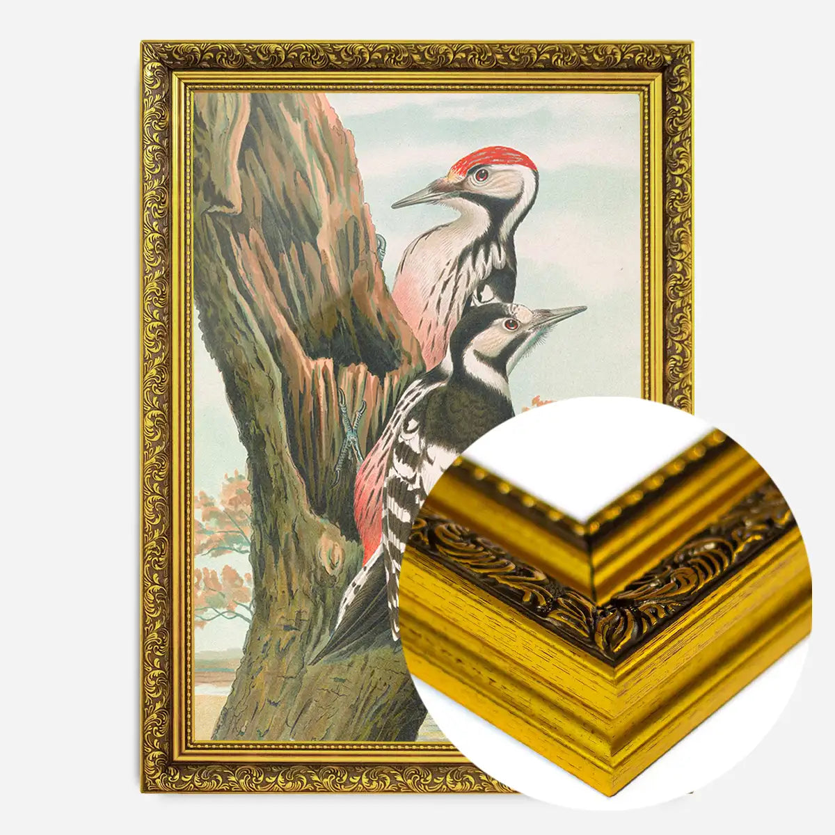 Whitebacked Woodpecker Vintage Bird Print by Johann Friedrich Naumann