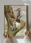 Whitebacked Woodpecker Vintage Bird Print by Johann Friedrich Naumann