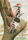 Whitebacked Woodpecker Vintage Bird Print by Johann Friedrich Naumann