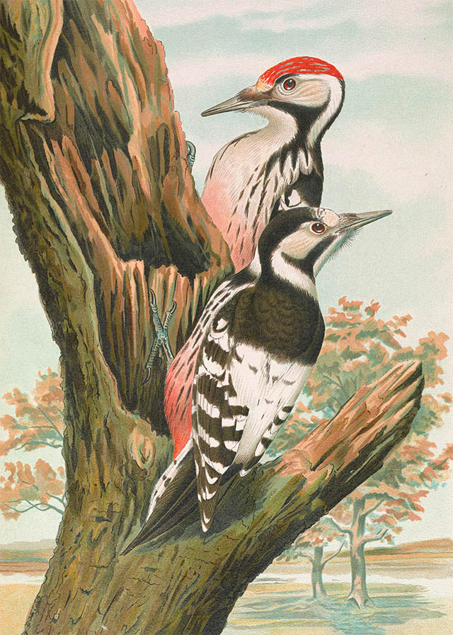 Whitebacked Woodpecker Vintage Bird Print by Johann Friedrich Naumann