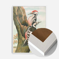 Whitebacked Woodpecker Vintage Bird Print by Johann Friedrich Naumann