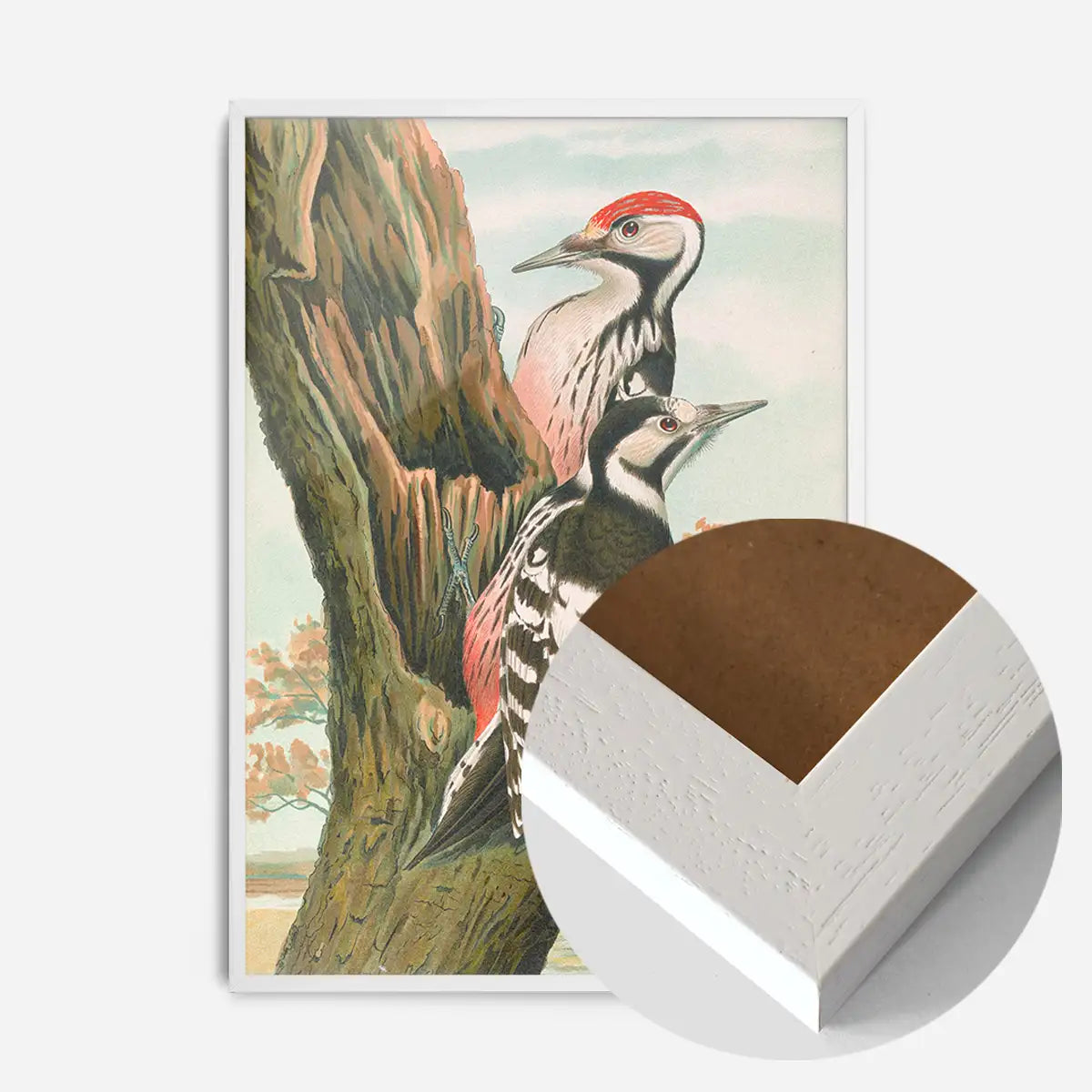 Whitebacked Woodpecker Vintage Bird Print by Johann Friedrich Naumann