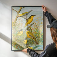 Yellow Wagtail Vintage Bird Print by Johann Friedrich Naumann
