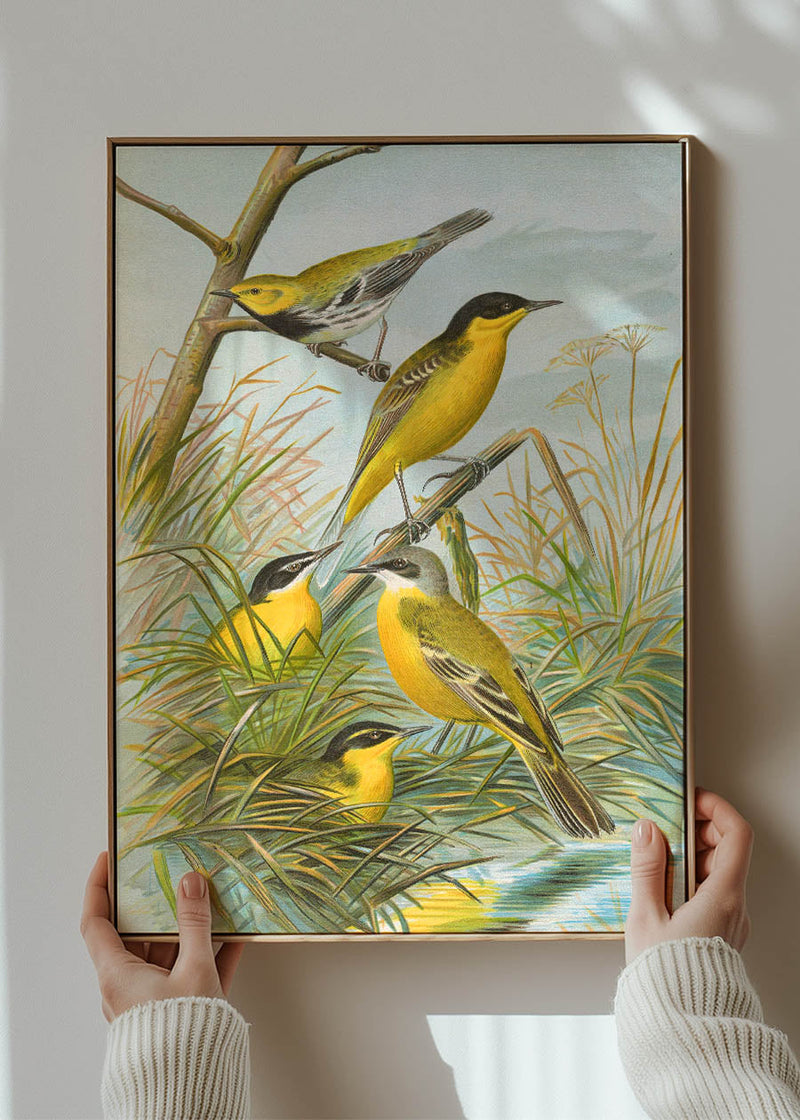 Yellow Wagtail Vintage Bird Print by Johann Friedrich Naumann