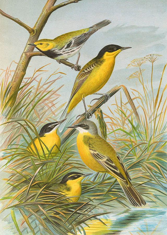 Yellow Wagtail Vintage Bird Print by Johann Friedrich Naumann