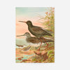 Spotted Redshank Vintage Bird Print by Johann Friedrich Naumann