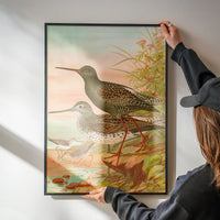 Spotted Redshank Vintage Bird Print by Johann Friedrich Naumann
