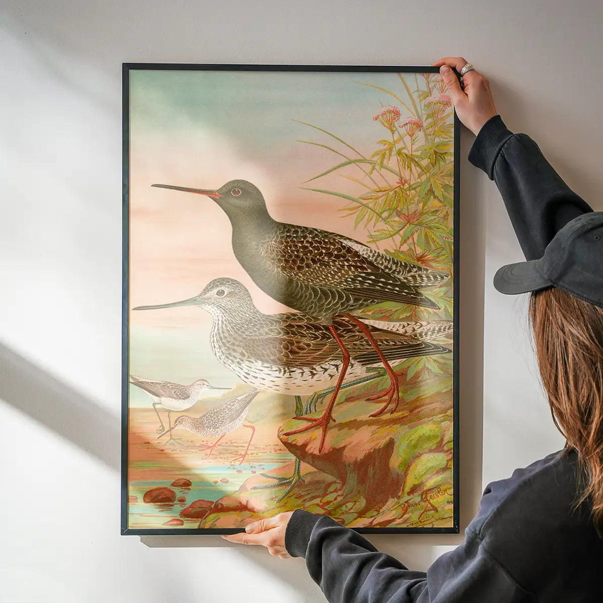Spotted Redshank Vintage Bird Print by Johann Friedrich Naumann