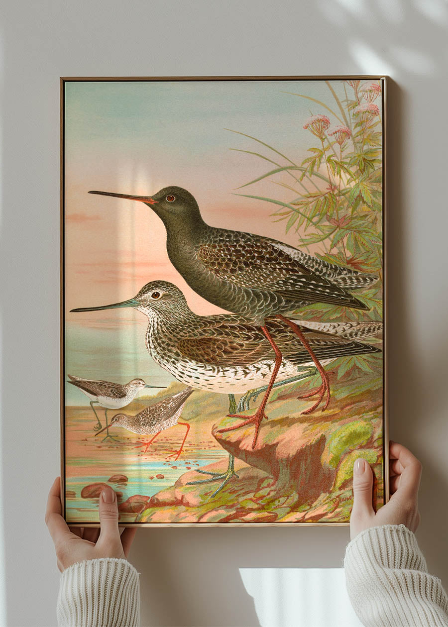 Spotted Redshank Vintage Bird Print by Johann Friedrich Naumann