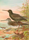 Spotted Redshank Vintage Bird Print by Johann Friedrich Naumann