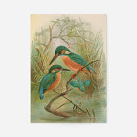 Common Kingfisher Vintage Bird Print by Johann Friedrich Naumann