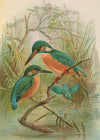 Common Kingfisher Vintage Bird Print by Johann Friedrich Naumann