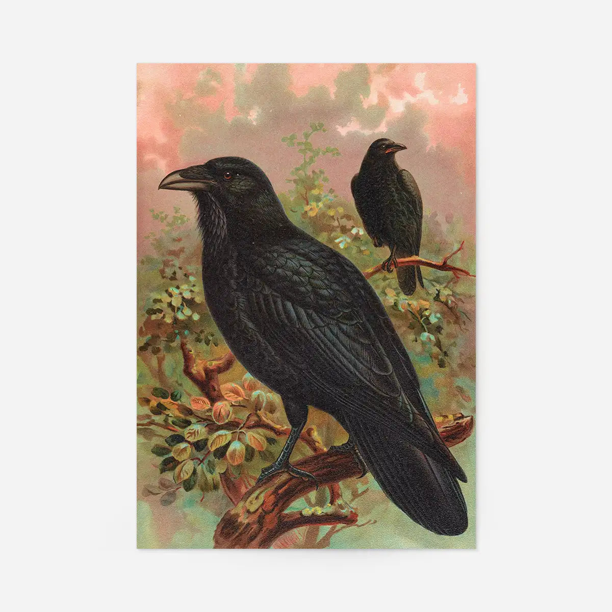 Common Raven Vintage Bird Print by Johann Friedrich Naumann