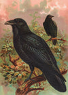 Common Raven Vintage Bird Print by Johann Friedrich Naumann