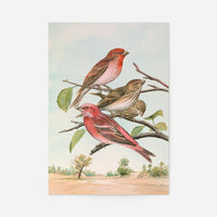 Common Rosefinch Vintage Bird Print by Johann Friedrich Naumann