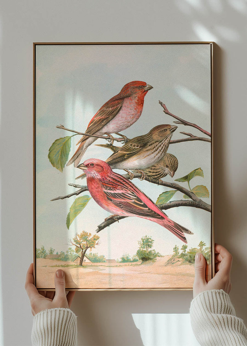 Common Rosefinch Vintage Bird Print by Johann Friedrich Naumann