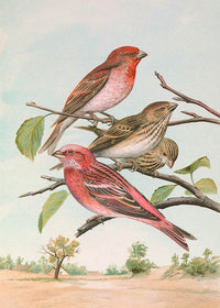 Common Rosefinch Vintage Bird Print by Johann Friedrich Naumann