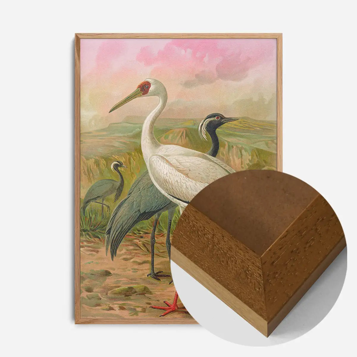 Demoiselle Crane Vintage Bird Print by Johann Friedrich Naumann