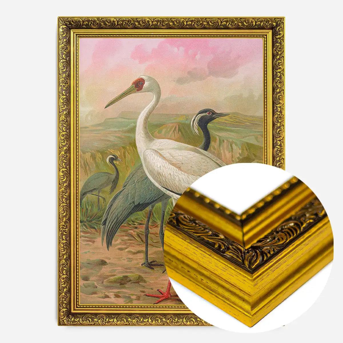 Demoiselle Crane Vintage Bird Print by Johann Friedrich Naumann