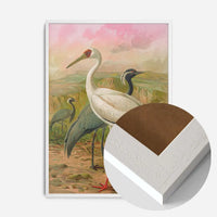 Demoiselle Crane Vintage Bird Print by Johann Friedrich Naumann