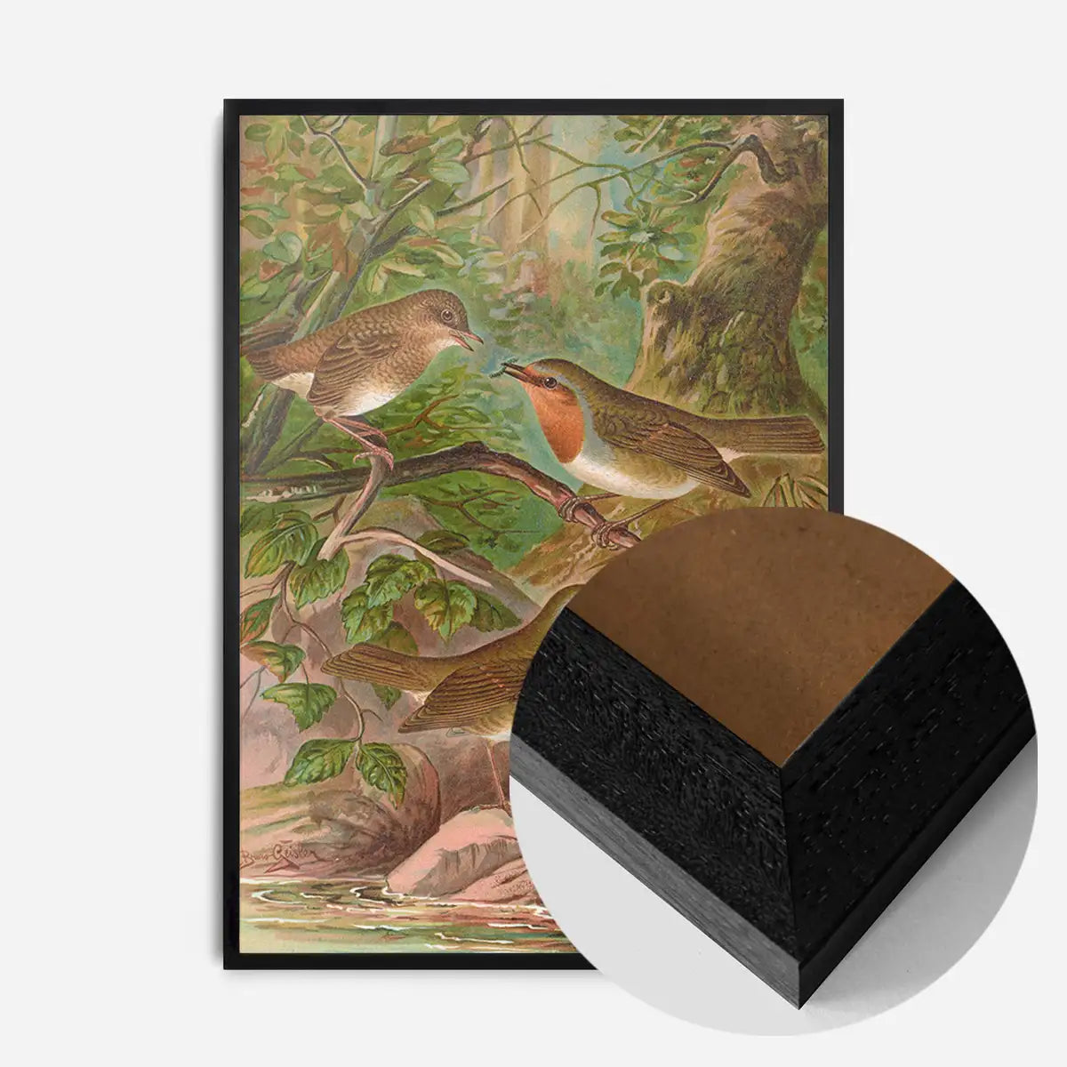 European Robin Vintage Bird Print by Johann Friedrich Naumann