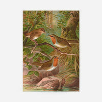 European Robin Vintage Bird Print by Johann Friedrich Naumann