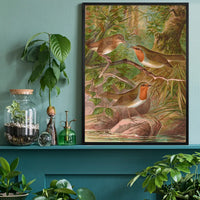 European Robin Vintage Bird Print by Johann Friedrich Naumann