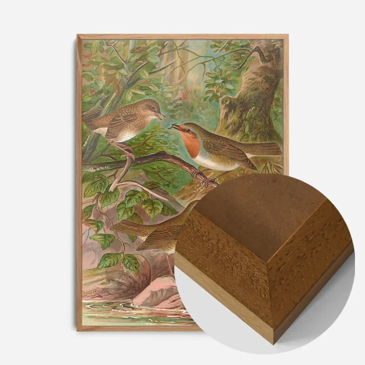 European Robin Vintage Bird Print by Johann Friedrich Naumann