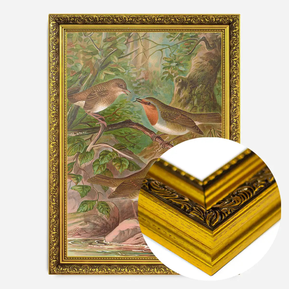 European Robin Vintage Bird Print by Johann Friedrich Naumann
