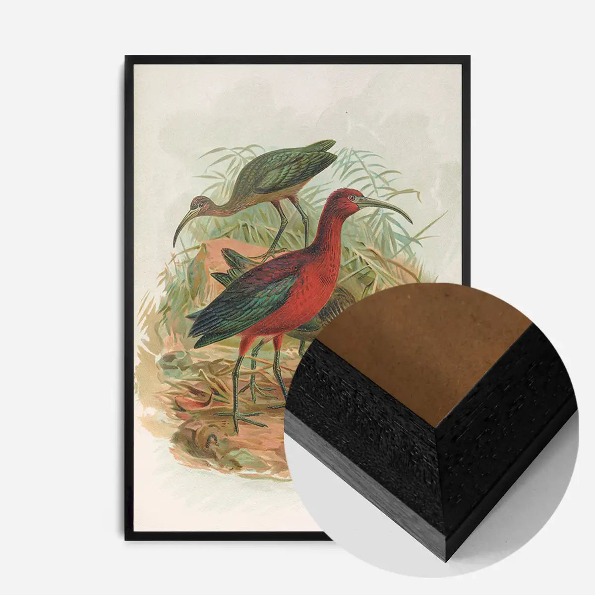 Glossy Ibis Vintage Bird Print by Johann Friedrich Naumann