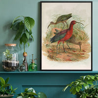 Glossy Ibis Vintage Bird Print by Johann Friedrich Naumann