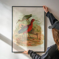 Glossy Ibis Vintage Bird Print by Johann Friedrich Naumann