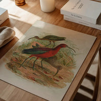 Glossy Ibis Vintage Bird Print by Johann Friedrich Naumann