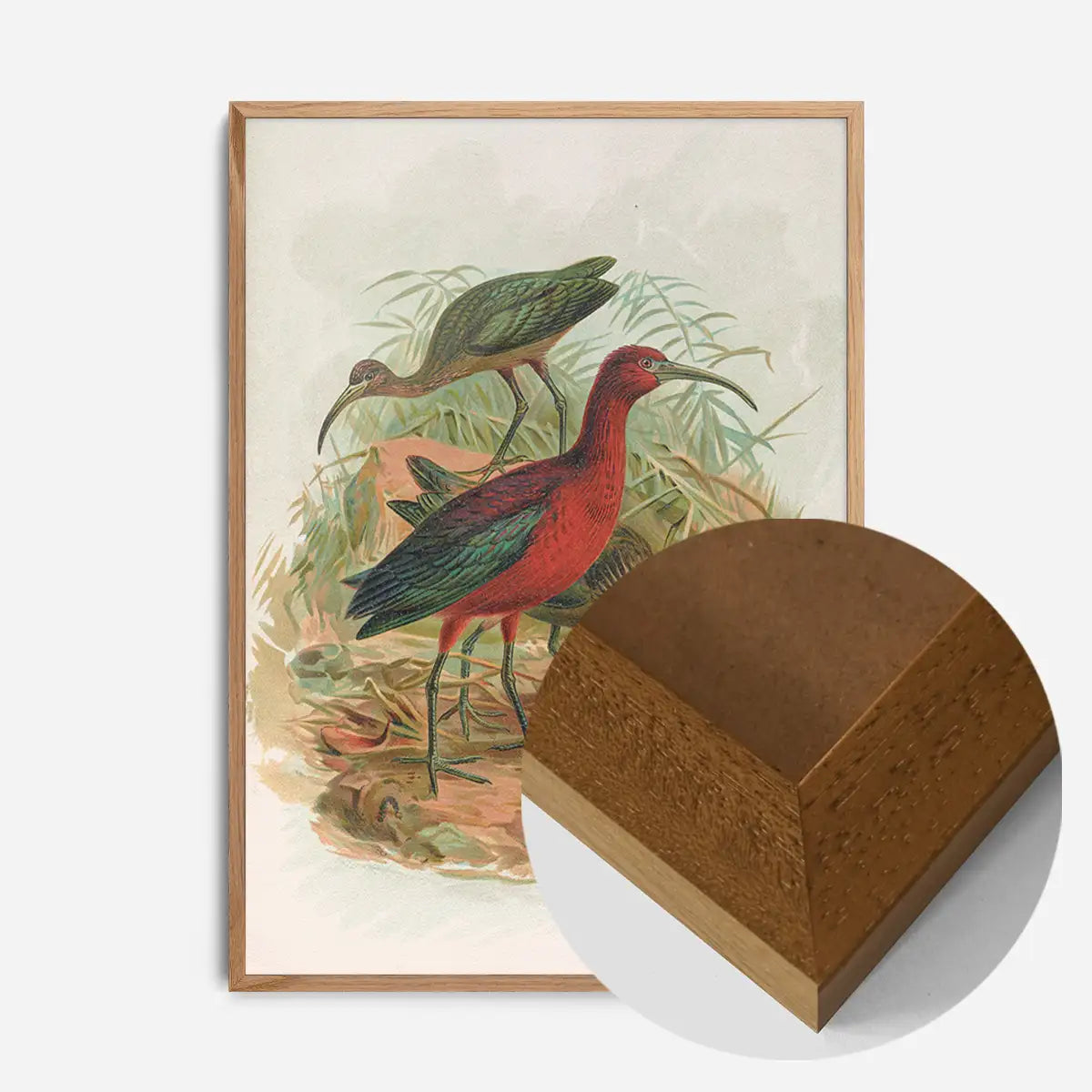 Glossy Ibis Vintage Bird Print by Johann Friedrich Naumann
