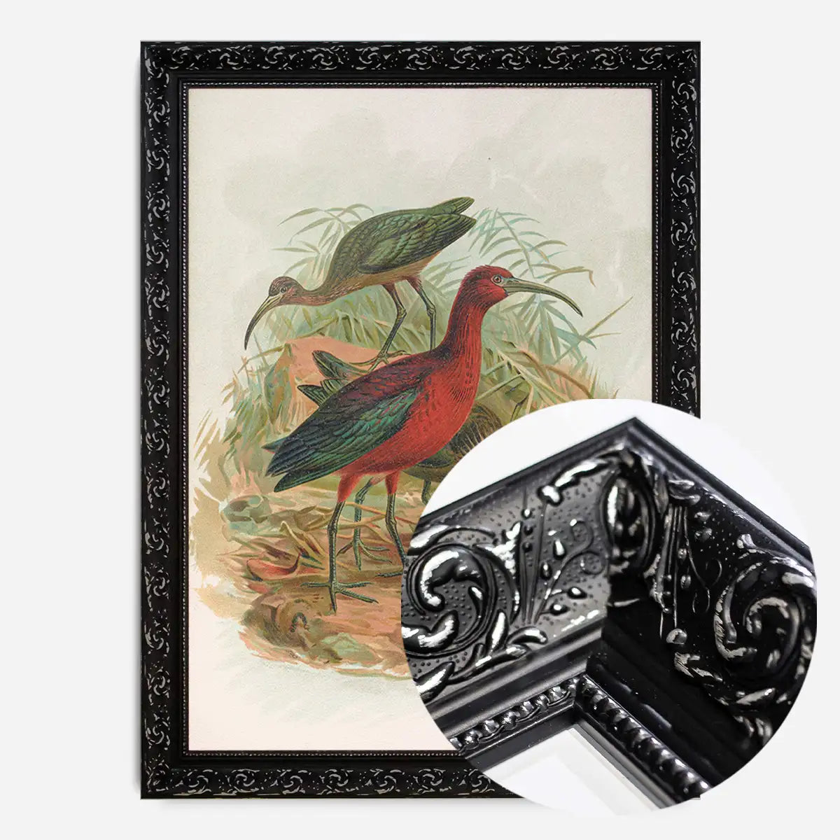 Glossy Ibis Vintage Bird Print by Johann Friedrich Naumann