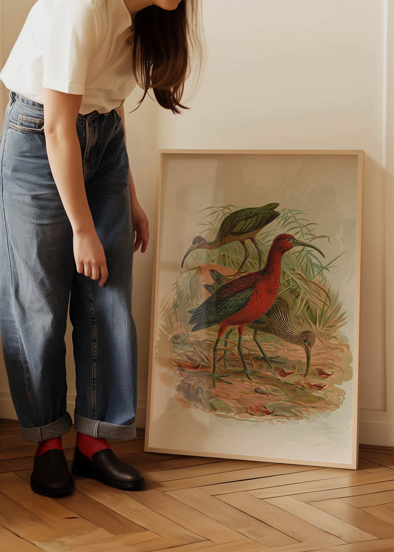 Glossy Ibis Vintage Bird Print by Johann Friedrich Naumann