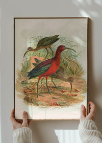 Glossy Ibis Vintage Bird Print by Johann Friedrich Naumann