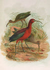 Glossy Ibis Vintage Bird Print by Johann Friedrich Naumann