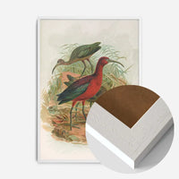 Glossy Ibis Vintage Bird Print by Johann Friedrich Naumann