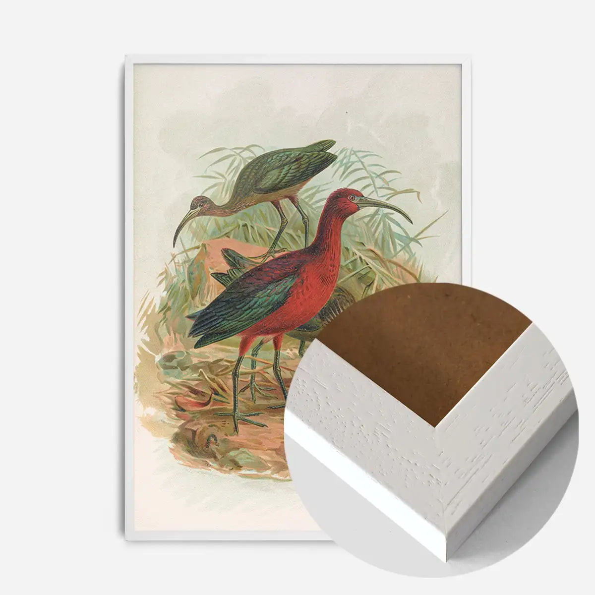 Glossy Ibis Vintage Bird Print by Johann Friedrich Naumann