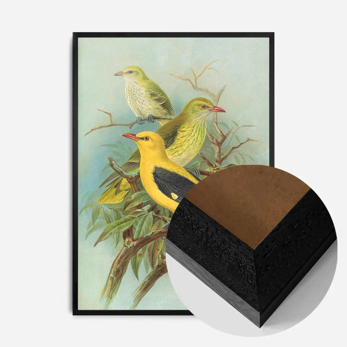 Golden Oriole Vintage Bird Print by Johann Friedrich Naumann