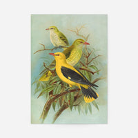 Golden Oriole Vintage Bird Print by Johann Friedrich Naumann