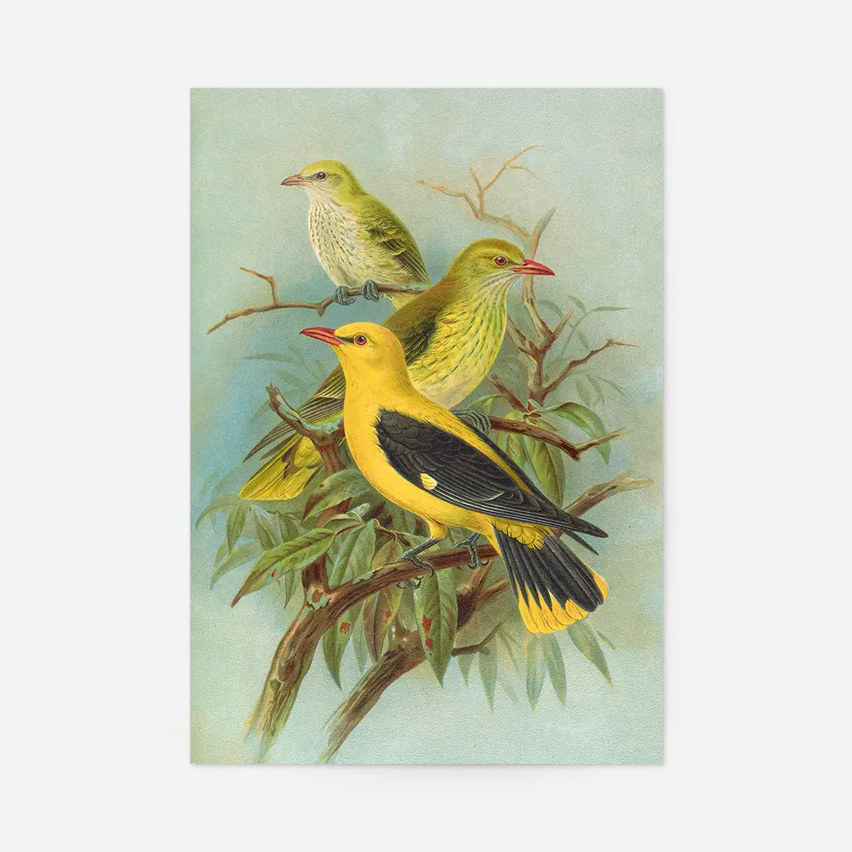 Golden Oriole Vintage Bird Print by Johann Friedrich Naumann