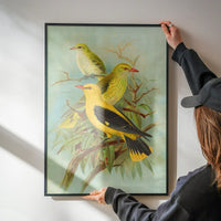 Golden Oriole Vintage Bird Print by Johann Friedrich Naumann