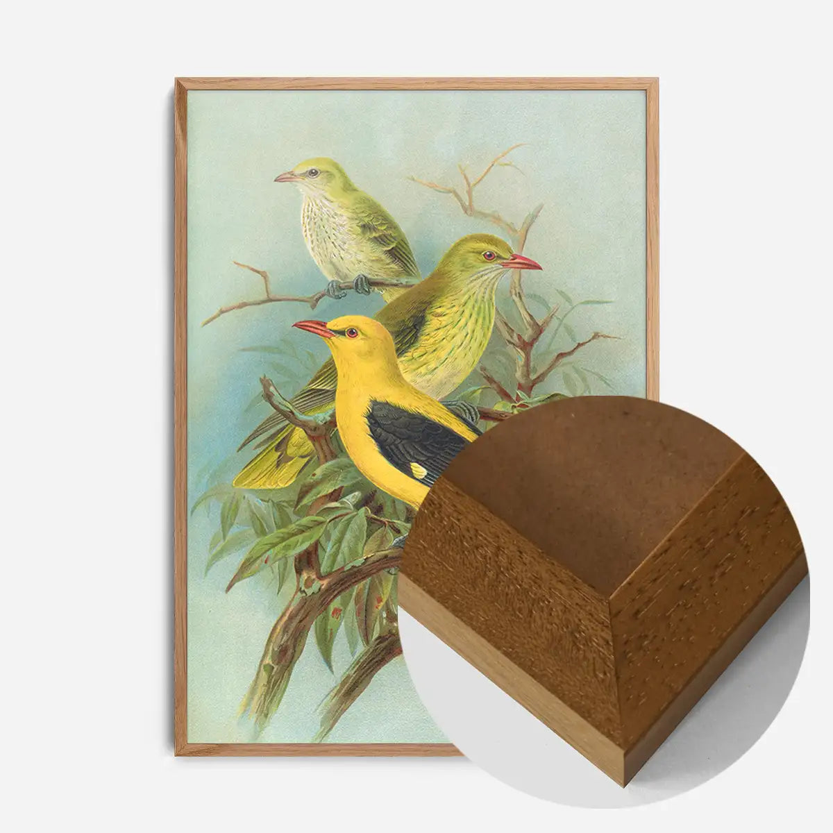 Golden Oriole Vintage Bird Print by Johann Friedrich Naumann
