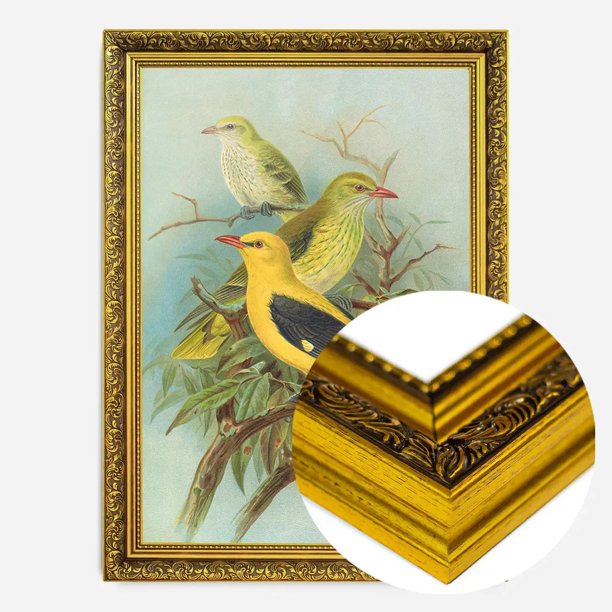 Golden Oriole Vintage Bird Print by Johann Friedrich Naumann