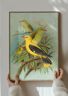 Golden Oriole Vintage Bird Print by Johann Friedrich Naumann