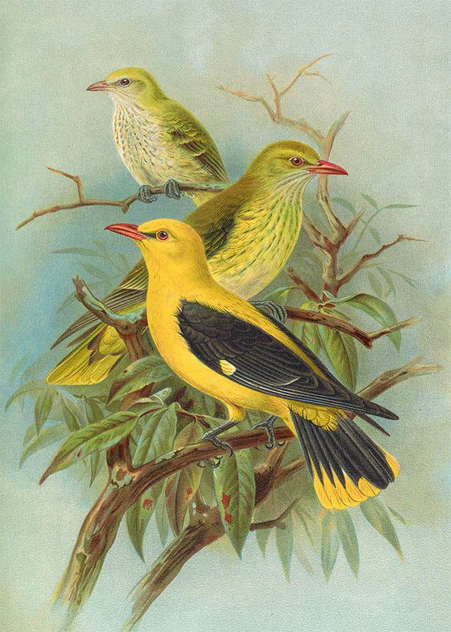 Golden Oriole Vintage Bird Print by Johann Friedrich Naumann 21x30cm Matte Clearance Print