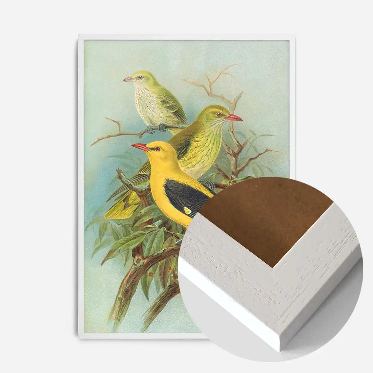 Golden Oriole Vintage Bird Print by Johann Friedrich Naumann